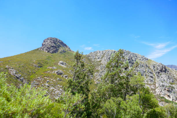 Close-up of fynbos flowering plants and burnt protea bush on the side of a hill in Little Karoo, Western Cape, South Africa