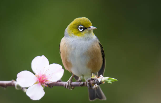 istock Silvereye or wax eye 2180852608