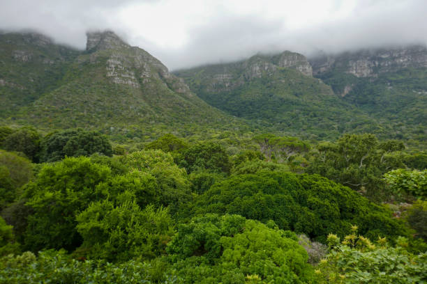 istock Western Cape Province, South Africa 2180852771