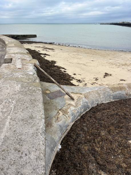 istock Driftwood plant at beach 2180854336