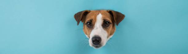 istock Funny dog muzzle from a hole in a paper blue background. Copy space. 2180856479