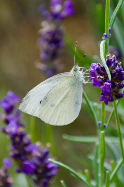 istock A smaller butterfly on a blossom collecting pollen and nectar 2180857101