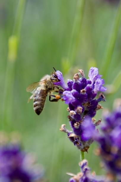 istock Honey bee on a lavender blossom with pollen on her legs during nectar collection 2180857196