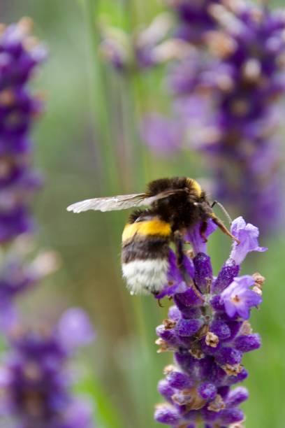 istock A bumblebee as pollinator on a blooming purple lavender blossom 2180857258