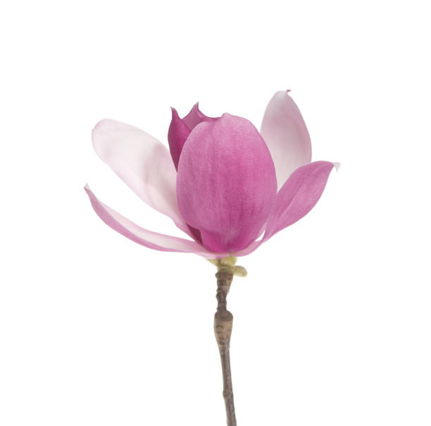 istock magnolia flowers isolated on white 2180858355