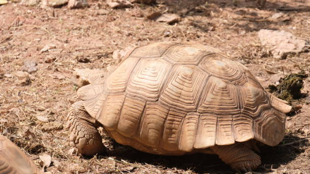 istock A Sulcata tortoise living outdoor. 2180860882