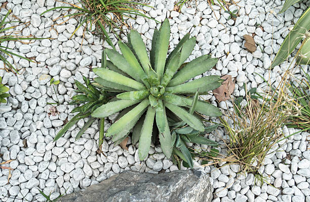 Close-up of agave plant.