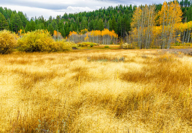 Fall Color on The Spooner Lake Hiking Trail, Spooner Lake State Park, Nevada, USA