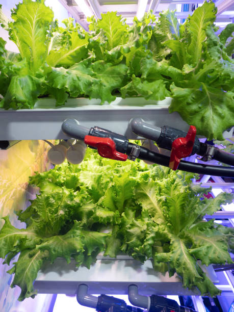 istock Vegetable factory, growing leaf lettuce 2180864948