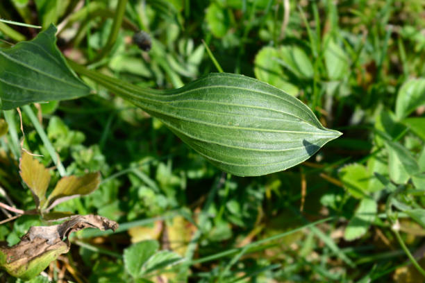 Ribwort plantain leaf - Latin name - Plantago lanceolata