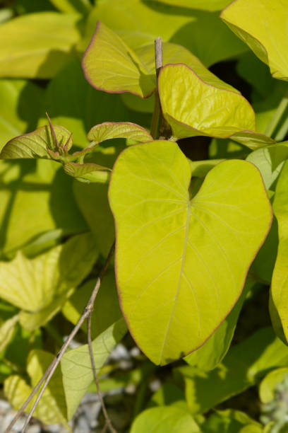 Sweet potato leaves - Latin name - Ipomoea batatas