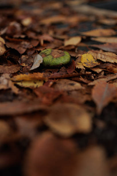 A light green hued fungus grows around the outer cap of a fallen wild mushroom laying amidst a bed of rain soaked autumn leaves. The vivid color of the fungus adds to the natural beauty of autumn.