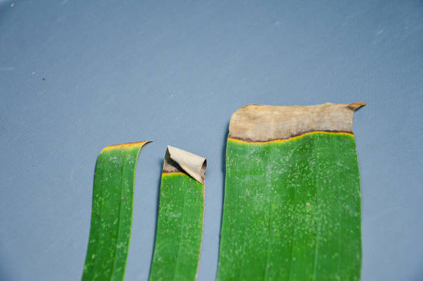 a green banana leaf and some dry spot isolated on grey background