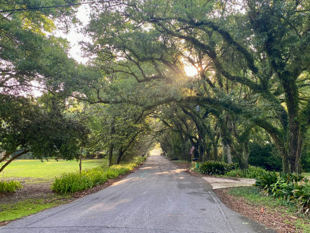 istock Tree Tunnel in Magnolia Springs Alabama 2180894368