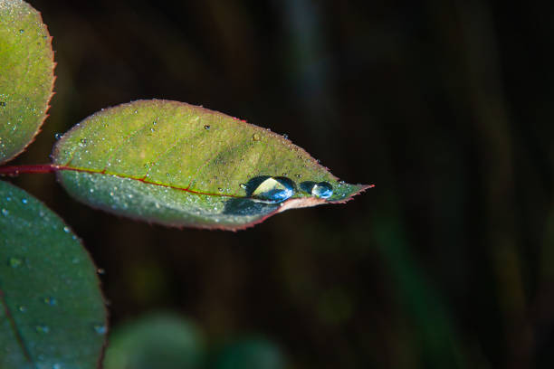 Closeup of dew drops on the rose leaves. Poetry concept. New life concept