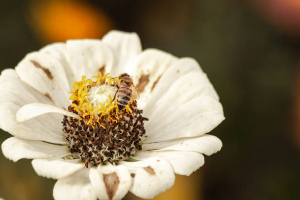 A bee collects nectar on a white zinnia flower. Close-up and blurry background