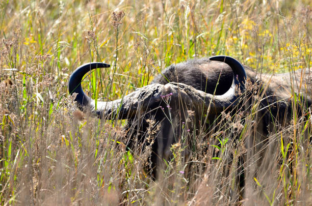 Solitary buffalo in reeds.