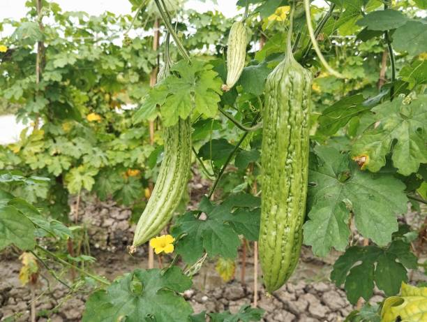 istock Bitter melon on plantation, Organic farm plant 2180898887