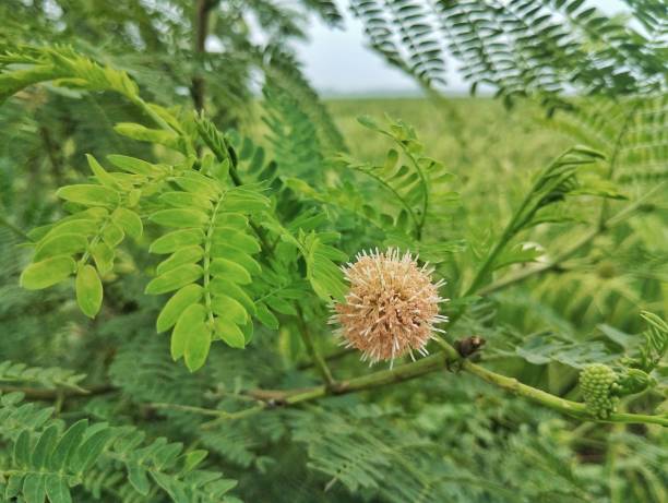 istock Leucaena leucocephala, lamtoro flower in the garden 2180899149