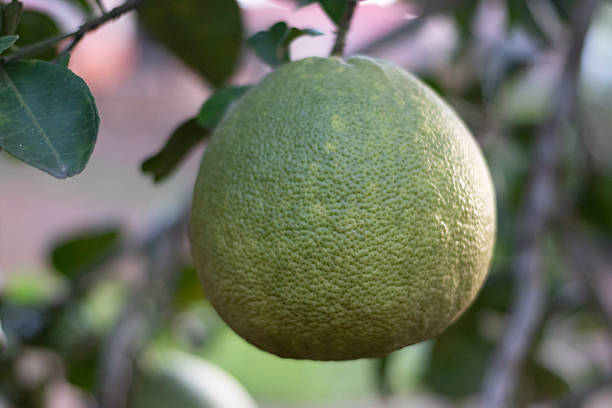 Pomelo Fruits, tropical fruits, hanging on branches in local asian fruit garden, soft focus.