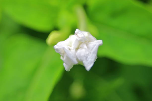 A marvel of Peru photographed with a macro lens. Its mysterious beauty stands out.