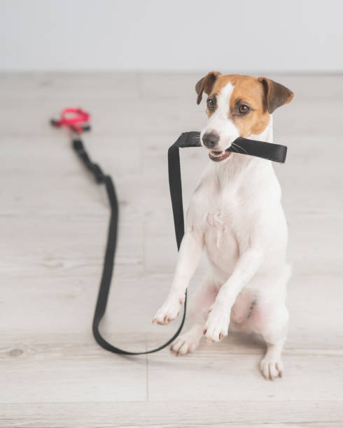 istock Jack Russell dog holding a leash and calling for a walk. Vertical photo. 2180903498