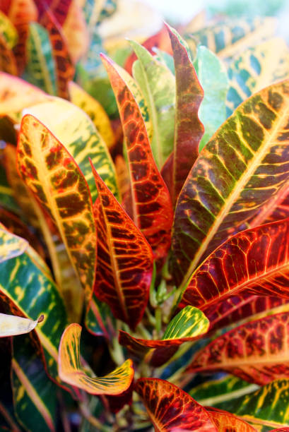 istock Codiaeum Variegatum (Garden croton or Variegated croton) Foliage with flowers, Croton leaves on brach 2180905300