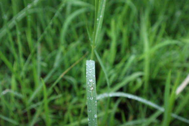 droplets of water on blades of grass.