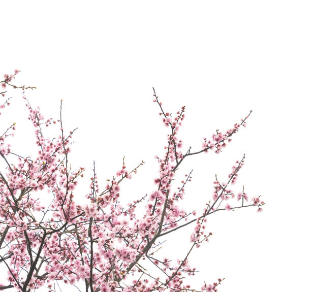 istock plum blooming flowers isolated on white background 2180914559