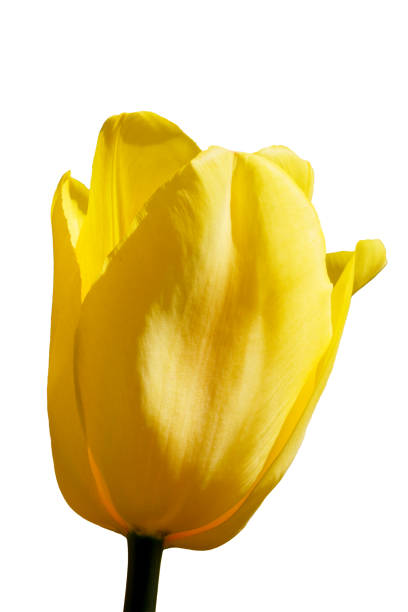 A bright yellow tulip stands tall, displaying its delicate spring petals.