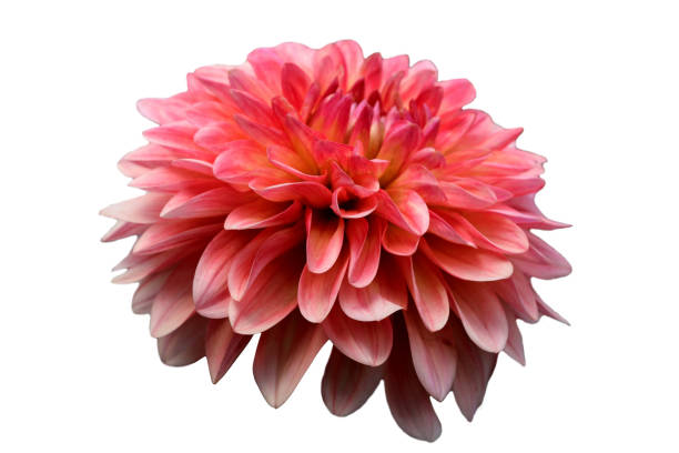 istock Captivating pink dahlia bloom showcasing intricate petals in springtime glory 2180915249