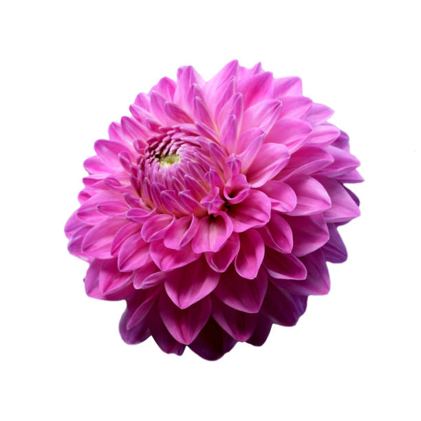 A stunning pink dahlia showcases its intricate petals radiating beauty in warm light.