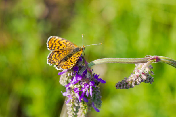 A butterfly is sitting on a purple flower. The butterfly is brown and black