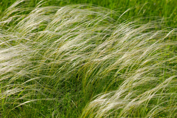 istock A field of tall grass with a few weeds 2180916138