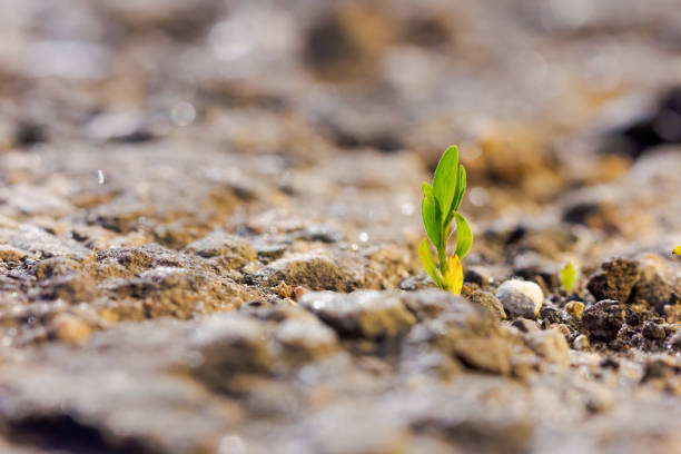 istock A small plant is growing in the dirt 2180916523