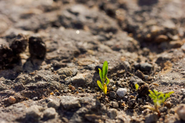 istock A small plant is growing in the dirt 2180916534