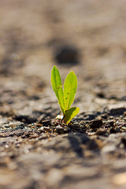 istock A small green plant is growing in the dirt 2180916537
