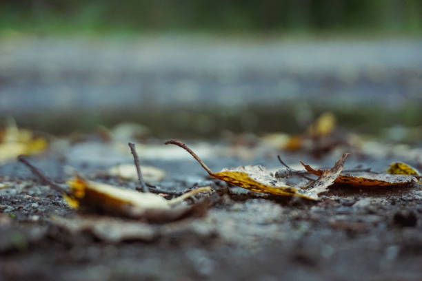 Close up of fallen leaves on the ground