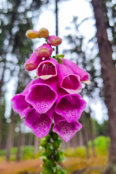 Vibrant Pink Foxglove in Forest Setting for Nature-Themed Designs