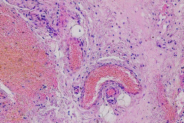 istock Pathology and Histology Tissue of Mammals under microscope. 2180921576