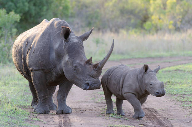 istock Phinda / Munyawana / Zuka Game Reserve Photograph 2180921996