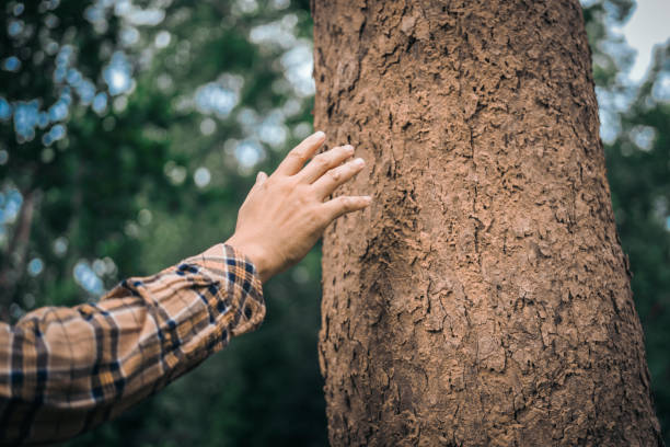 istock A male hand hugs a tree, symbolizing love for nature and the environment. This act represents the importance of trees in preventing global warming and restoring environmental balance, as seen 2180923330