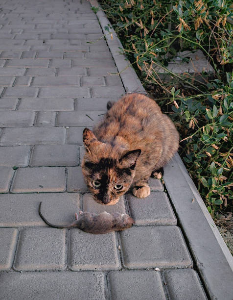 A black cat hunts for seasonal pest for the garden with a small field mouse.