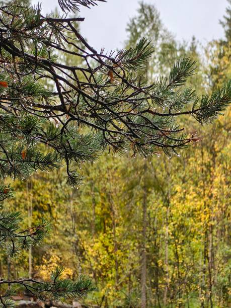 istock Rain-soaked pine branches in a lush forest during autumn near a calm stream 2180925475