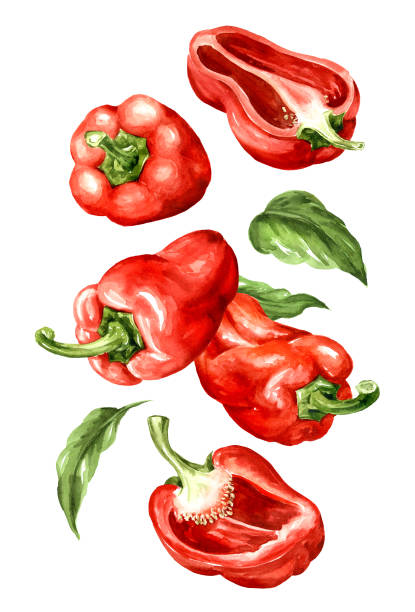 istock Falling sweet red bell pepper, Paprika. Watercolor hand painted illustration  isolated on white background 2180926949