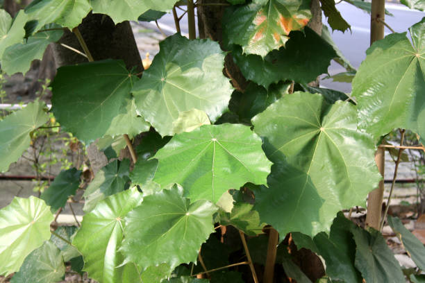 istock Picture showing upper side of Bayur tree (Pterospermum acerifolium) leaves. 2180926970