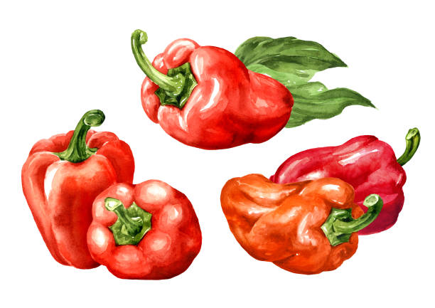 istock Sweet red bell pepper, Paprika set. Watercolor hand painted illustration, isolated on white background 2180927151