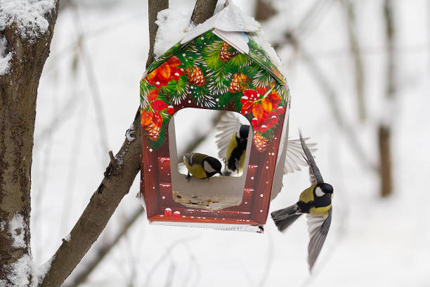 istock Titmouse and feeder in the winter park 2180927536