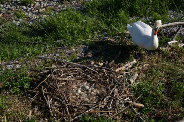 Female  Swan Incubating Eggs on the Nest in the Ljubljana Marshes, Springtime in Slovenia