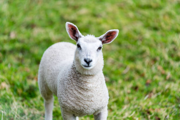 istock close-up photographs of sheep 2180929390